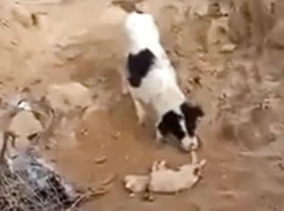 Dog Burying Puppy Dog Burying Puppy
